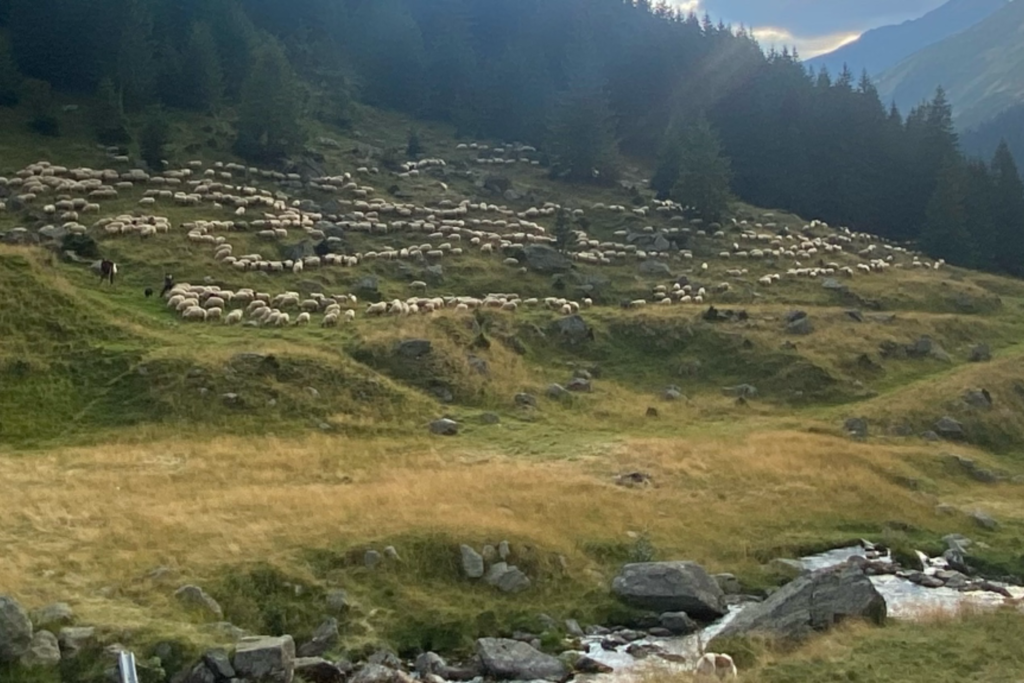 Pâturage en Transylvanie, Roumanie