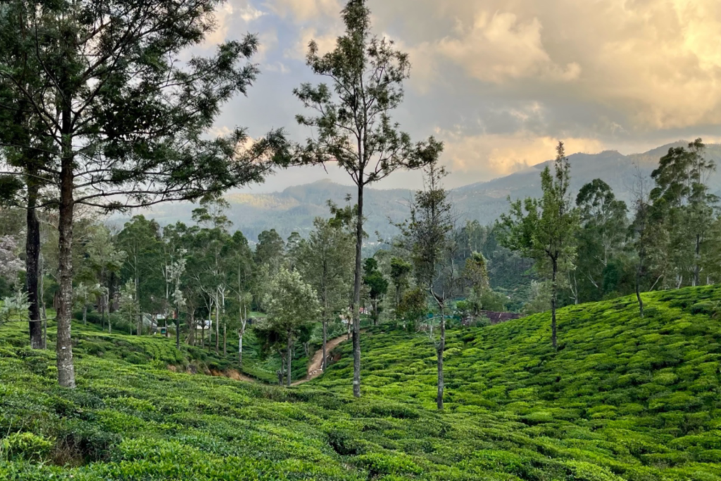 Plantation de thé au Sri Lanka