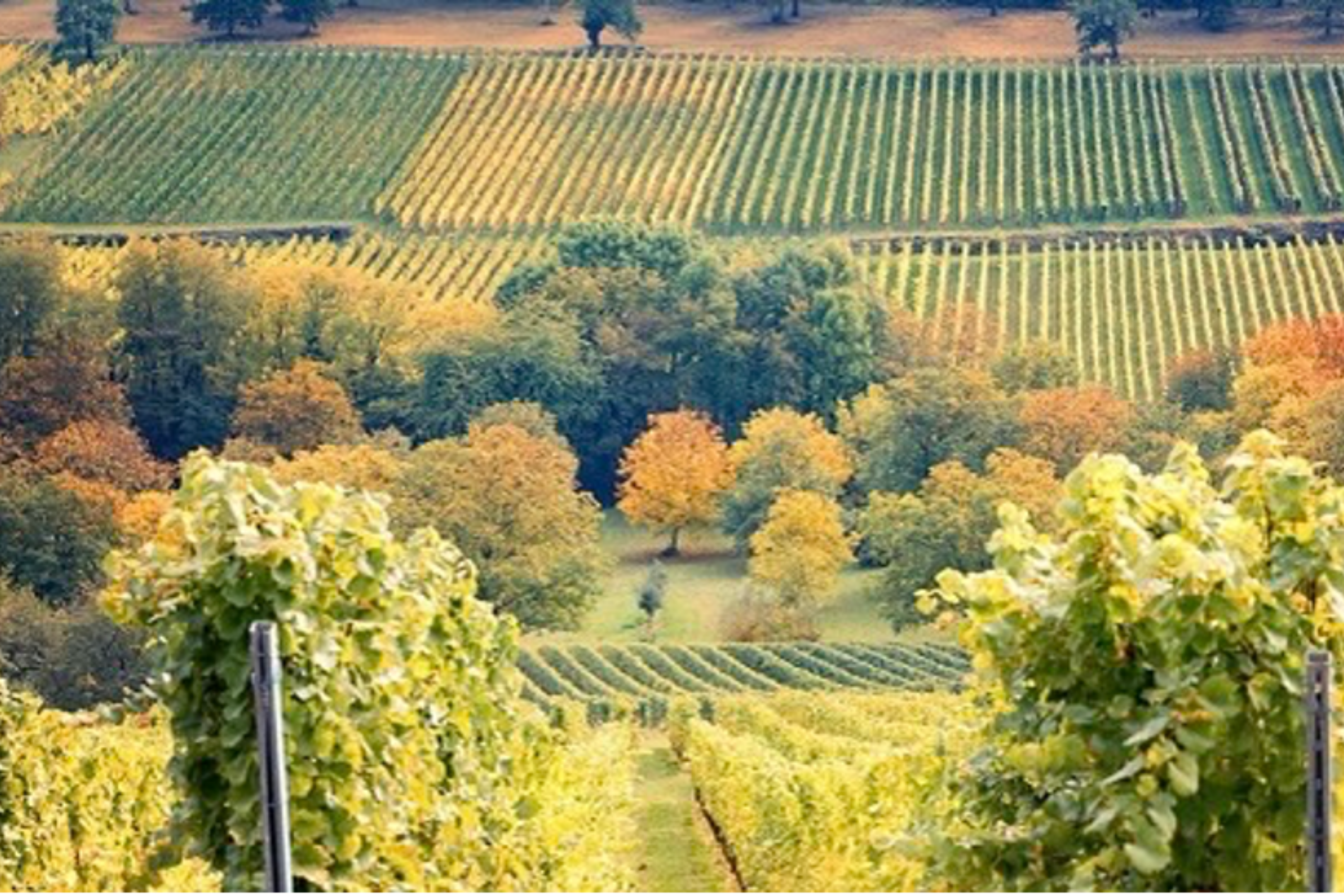 Vignoble de Bourgogne, France