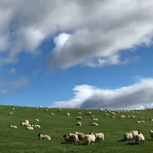 Moutons dans une plaine, paysage façonné par le pastoralisme et les grands espaces ruraux